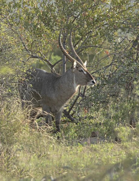 Bucha Solitária Com Chifre Longo — Fotografia de Stock