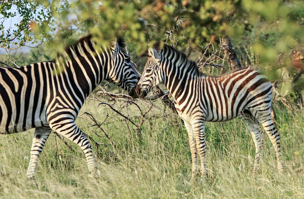 Młoda Zebra Matką — Zdjęcie stockowe