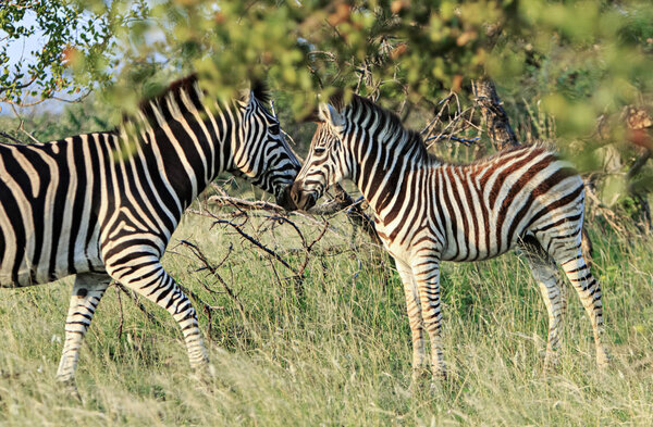 Young zebra with his mother