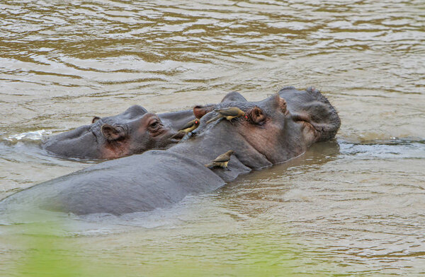 two hippopotamus with birds on their back