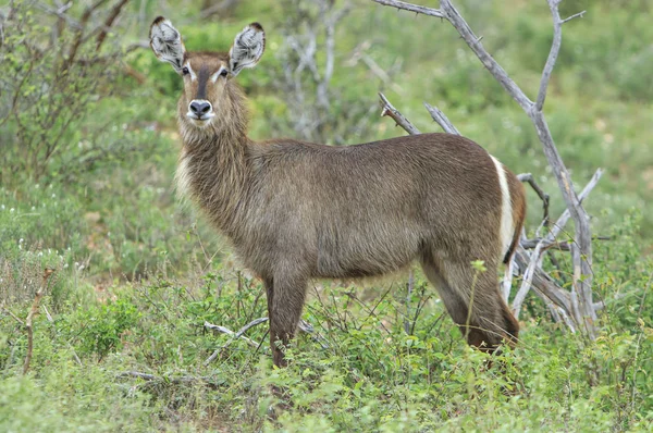 Solitário Kudu Olhando Câmera — Fotografia de Stock