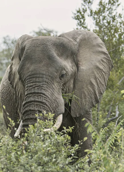 Einsamer Elefant Läuft Durch Den Busch — Stockfoto