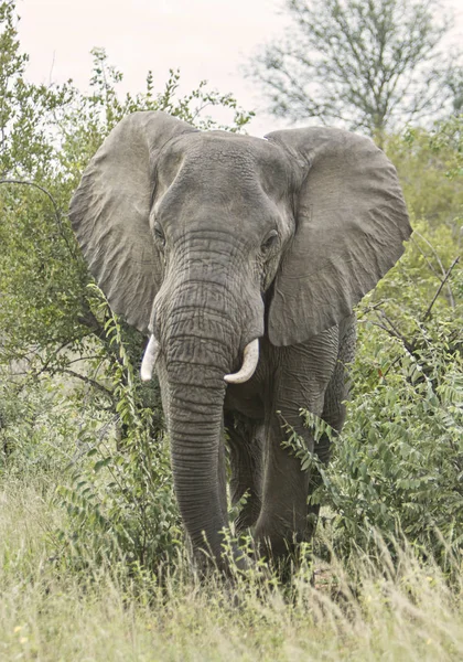 Elefante Solitario Paseando Arbusto — Foto de Stock