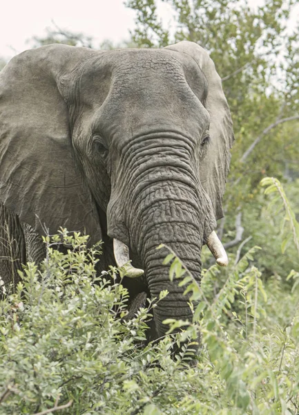 Elefante Solitário Caminhando Mato — Fotografia de Stock