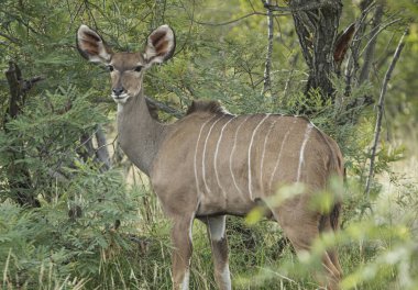 Kruger parkta dikkatli kudu