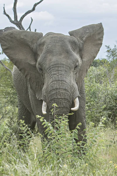 Elefante Solitário Pronto Para Atacar — Fotografia de Stock