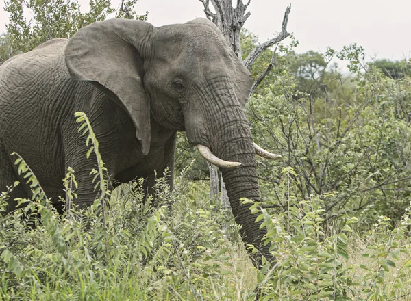 孤独的大象在灌木丛中漫步 — 图库照片