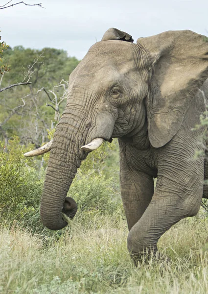 Samotny Niebezpieczny Męski Słoń Kruger Park — Zdjęcie stockowe
