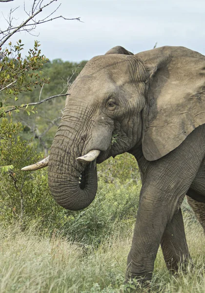 Solitário Perigoso Elefante Masculino Parque Kruger — Fotografia de Stock