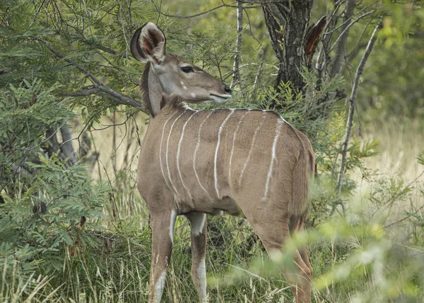 Kudu Atento Parque Kruger — Fotografia de Stock