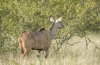 Kruger parkta dikkatli kudu