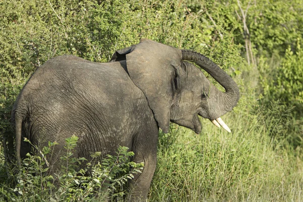 Éléphant Mâle Dangereux Solitaire Dans Parc Kruger — Photo