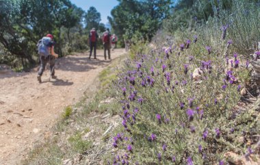 bir taşlı yolda yürüyüş yürüyüşçüler grubu