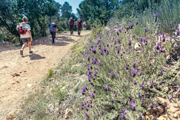 Group Hikers Walking Stony Path — Stock Photo, Image