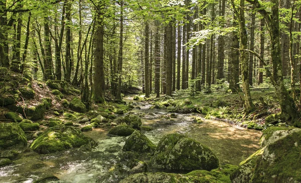 Malý Potok Pod Dřevem — Stock fotografie