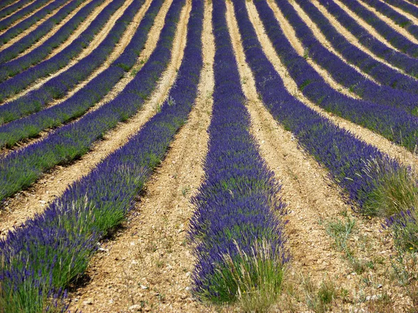 Campo Lavanda Nel Sud Della Francia — Foto Stock