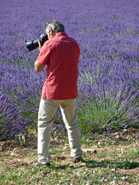 Fotografo Che Fotografa Campo Lavanda — Foto Stock