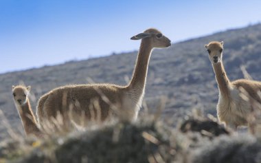 Ekvador vicunas sürüsü