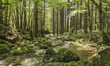 ahşap altında küçük dere