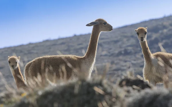 Ekvador Vicunas Sürüsü — Stok fotoğraf