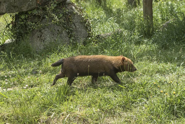 Bushdog Rúkolás Fűben — Stock Fotó