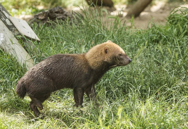 Bushdog Działa Trawie — Zdjęcie stockowe