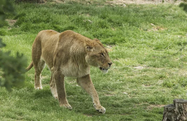 Lion Femelle Regardant Loin Ehead — Photo