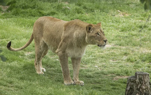 lion female looking far ehead