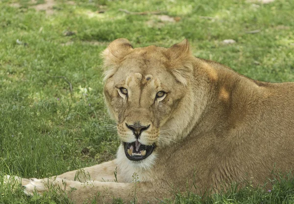 León Hembra Acostado Hierba — Foto de Stock