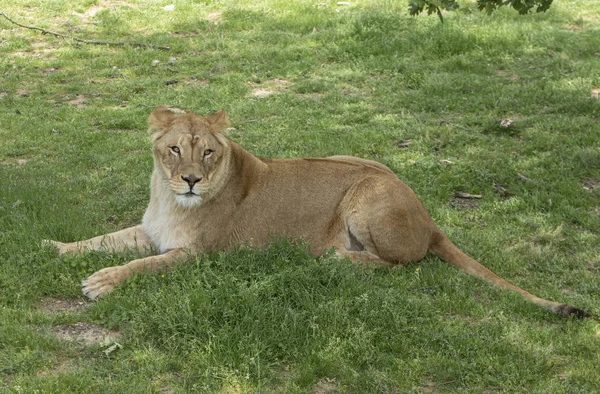 Lionne Couché Sur Herbe — Photo