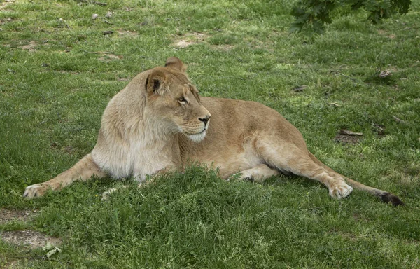 Een Lionees Liggend Het Gras — Stockfoto