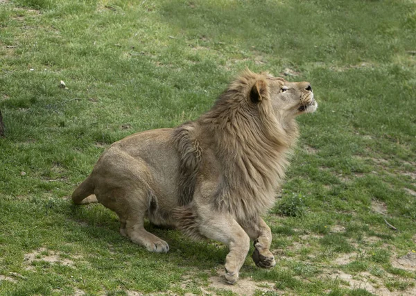 Een Leeuw Klaar Pounce — Stockfoto