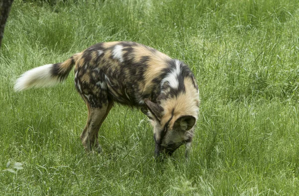 Wildhund Auf Nahrungssuche — Stockfoto
