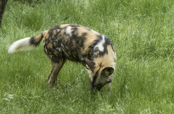 Vild Hund Söker Mat — Stockfoto