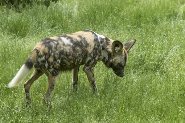 Wildhund Auf Nahrungssuche — Stockfoto