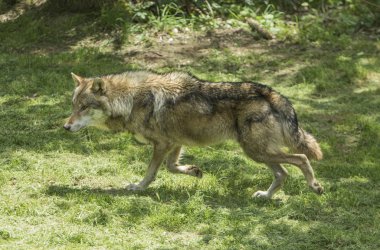 Ormanın içinde bir kurt
