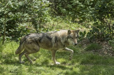 Ormanın içinde bir kurt
