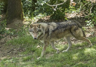 Ormanın içinde bir kurt