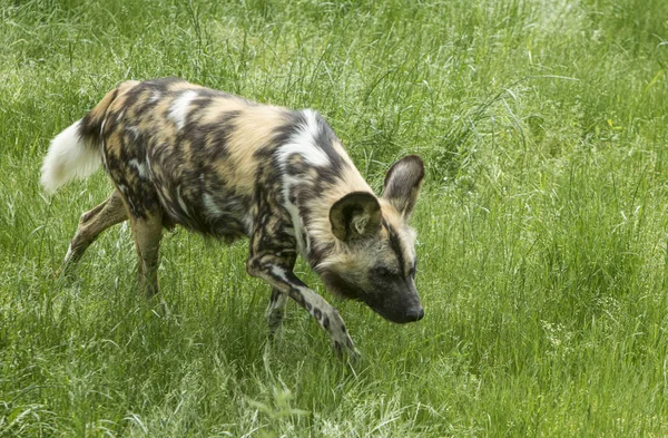 yiyecek arayan vahşi köpek