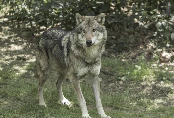 森の中で孤独なオオカミ狩り — ストック写真