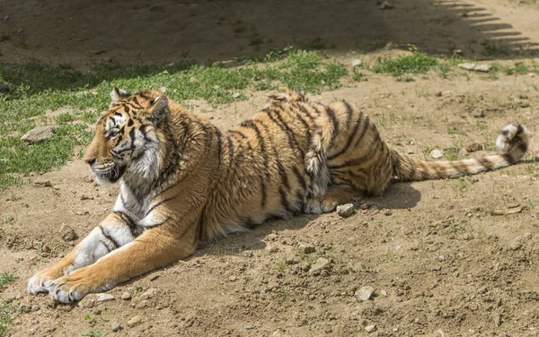 Один Тигр Лежит Траве — стоковое фото