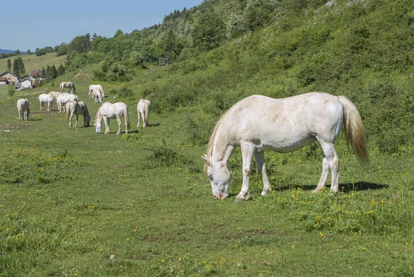 Manada Livre Cavalos Pastando — Fotografia de Stock