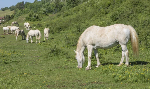 Free Herd Horses Grazing — Stock Photo, Image