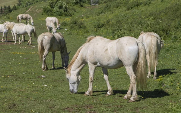 Manada Libre Caballos Pastando — Foto de Stock