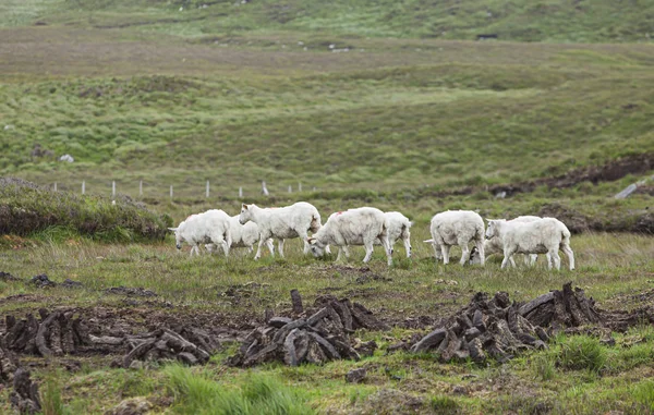 Sheep Peat Field — Stock Photo, Image