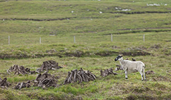 Schafe Einem Torffeld — Stockfoto