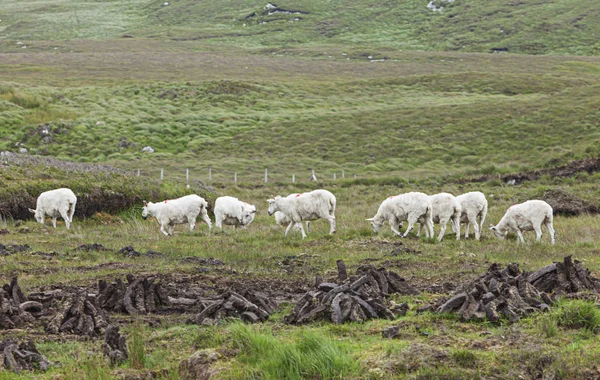 Вівці Торф Яному Полі — стокове фото