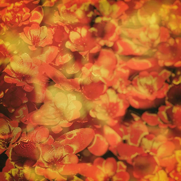 抽象花卉艺术背景 — 图库照片