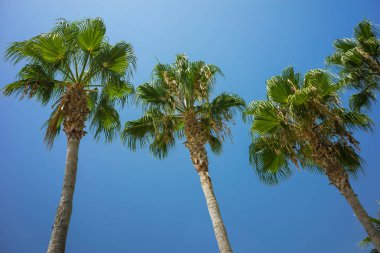 Mavi güneşli gökyüzü yeşil tropikal Hindistan cevizi palmiye ağaçlarında