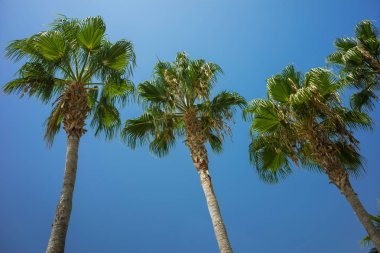 Mavi güneşli gökyüzü yeşil tropikal Hindistan cevizi palmiye ağaçlarında